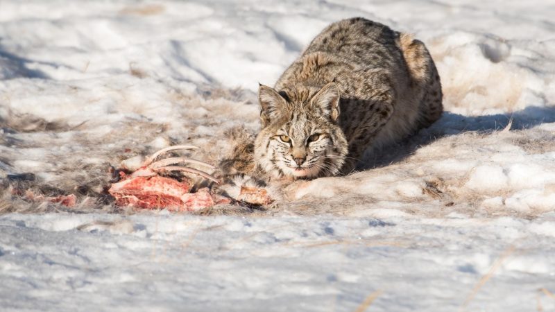 What Does Bobcat Poop Look Like? | Information And Facts - EXOtella