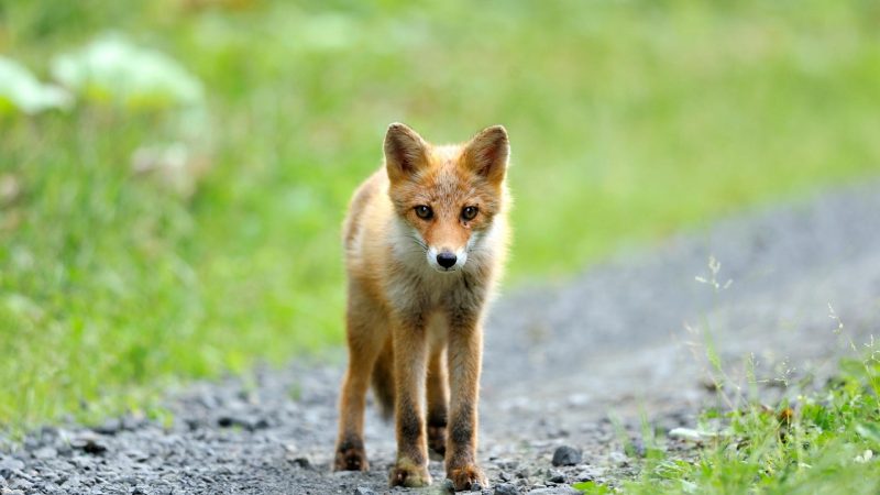 What Sound Does a Baby Fox Make