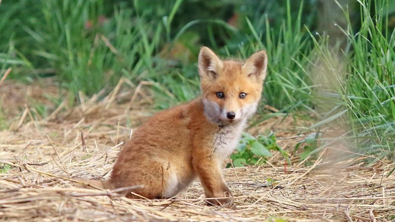 When are Foxes’ Babies Born