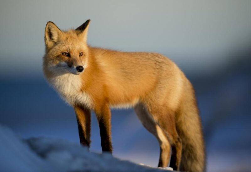 13 Facts About Foxes You May Not Know
