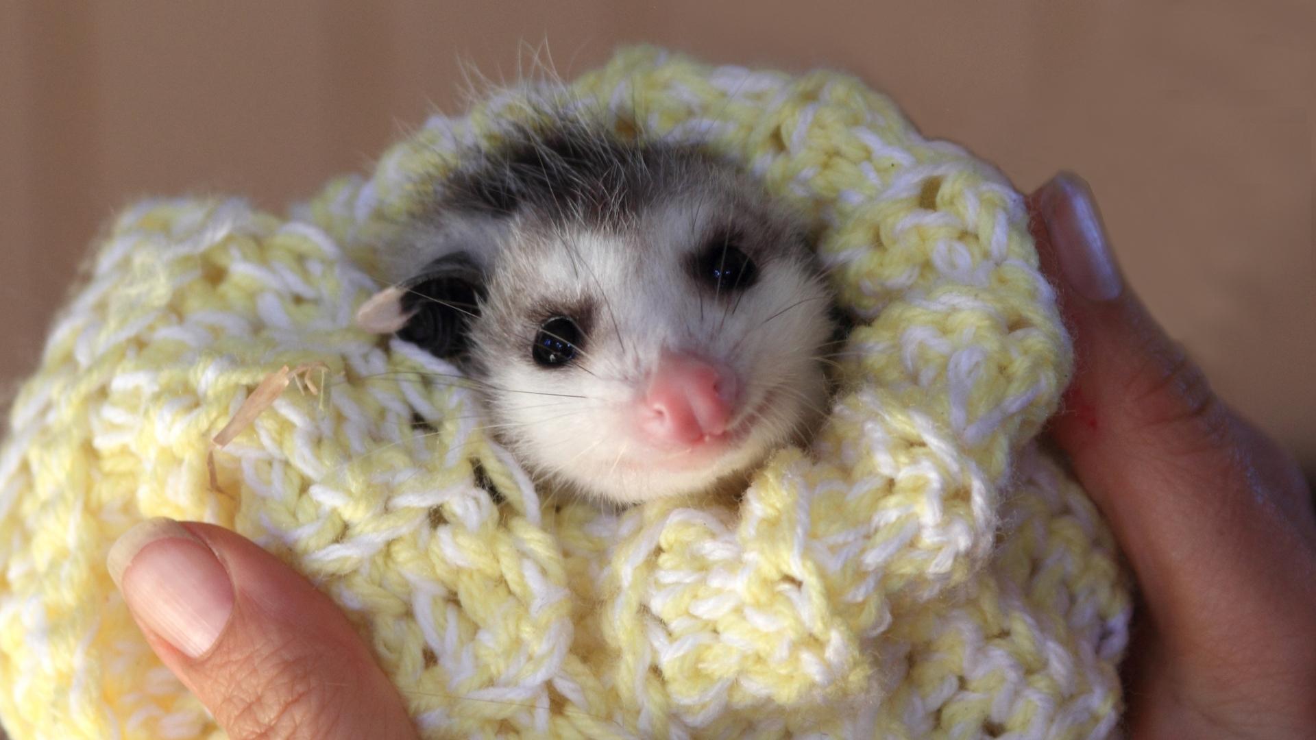 Do Possums Have a Pouch? Information and Facts EXOtella