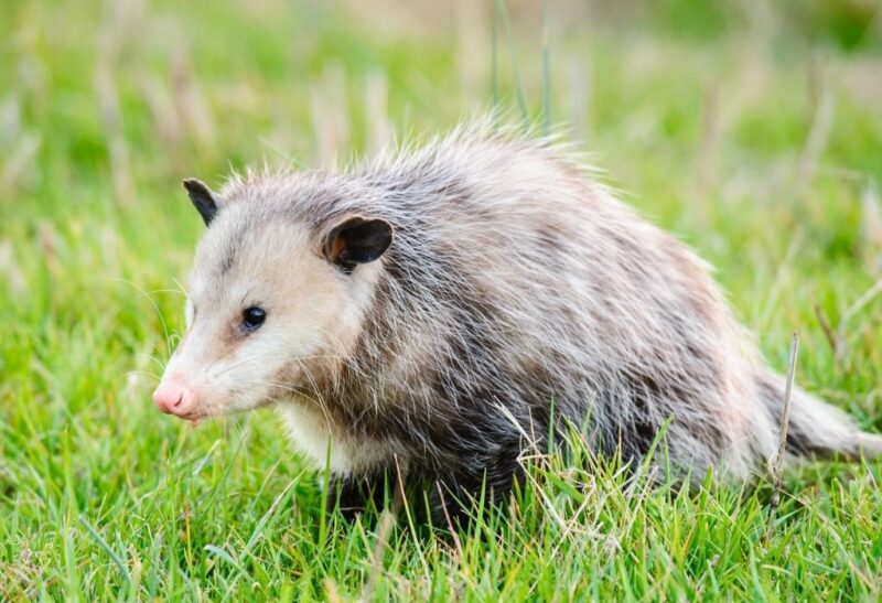 Do Possums Have A Pouch