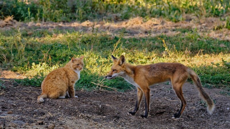 Foxes Are More Like Cats Than Dogs