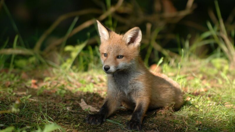 13 Facts About Foxes You May Not Know Information And Facts Exotella