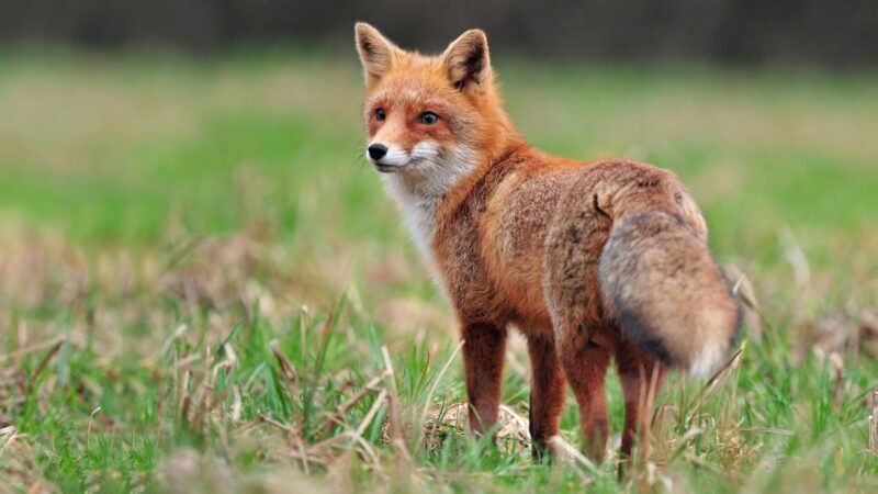 Foxes Are Smelly