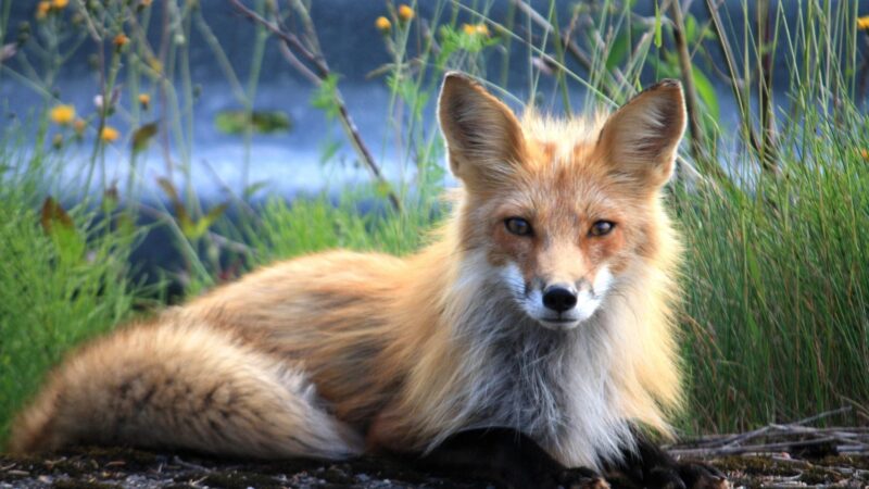 Foxes Have Impeccable Hearing Abilities