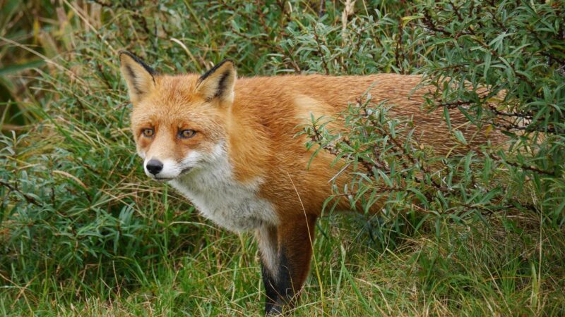 Foxes Live In Underground Dens