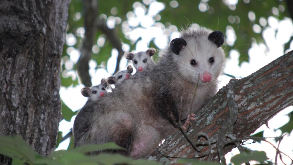 How Long Do Possums Stay in One Place