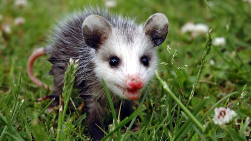 How Long Do the Baby Possums Remain Inside the Pouch