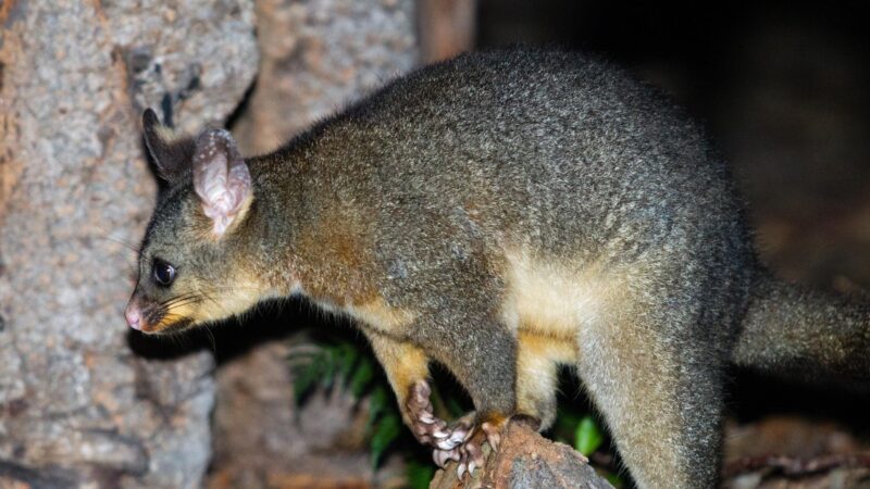 The Reproductive System of a Possum