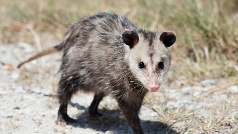 What is Exactly the Pouch of a Possum