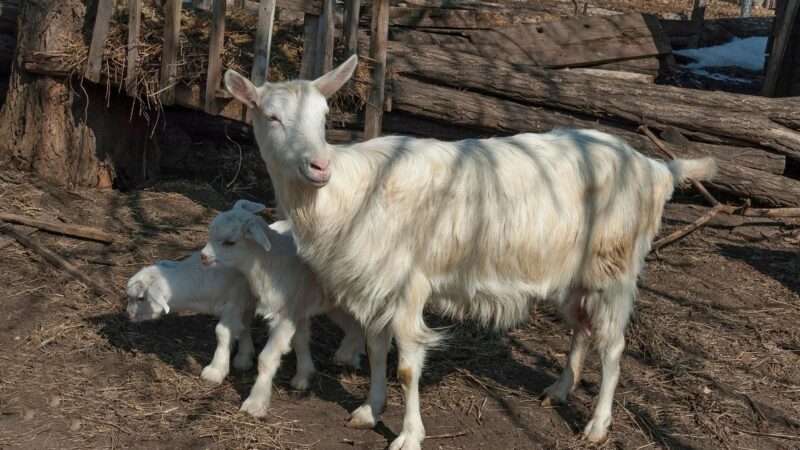Why Does My Goat Have a Clumpy Poop