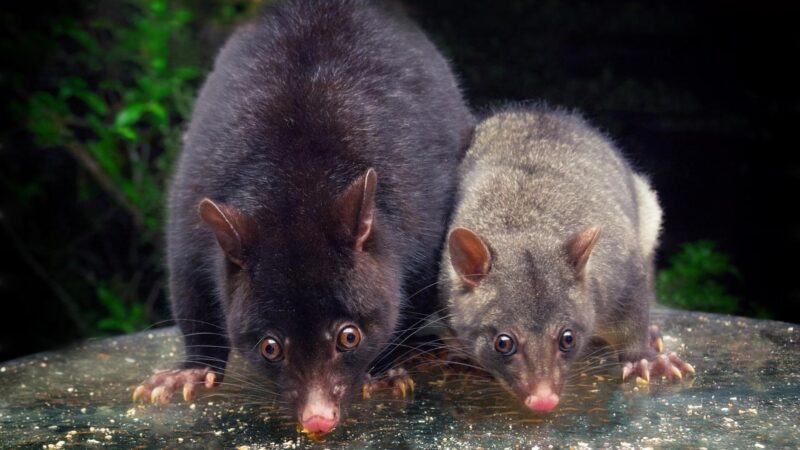 Will a Mother Possum Come Back for Her Baby