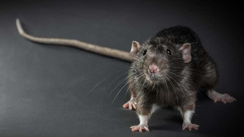 why do rats have tails        <h3 class=