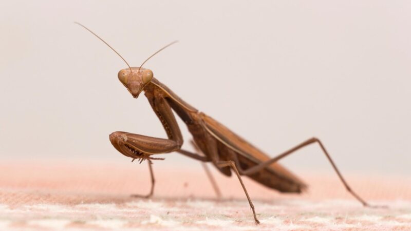 Brown Praying Mantis