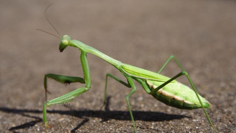 Green Praying Mantis