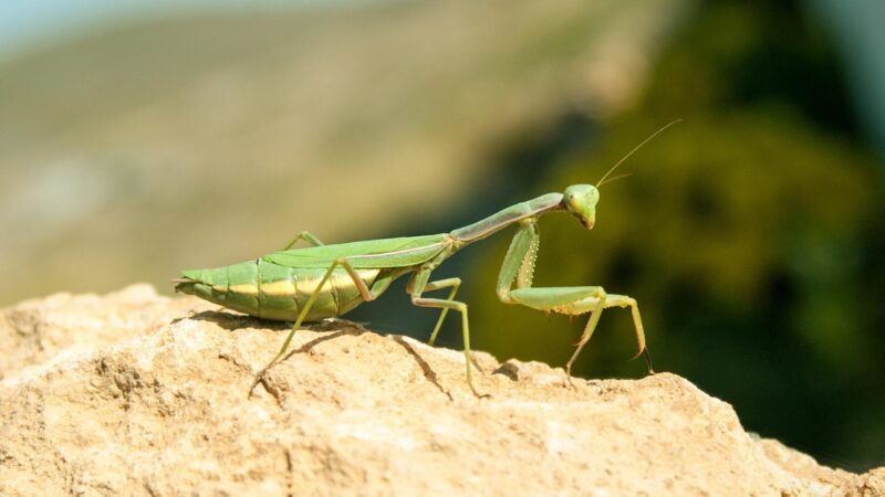 What Color are Male and Female Praying Mantis