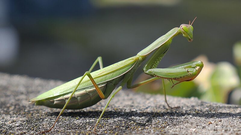 What Does it Mean When a Praying Mantis Changes Colors
