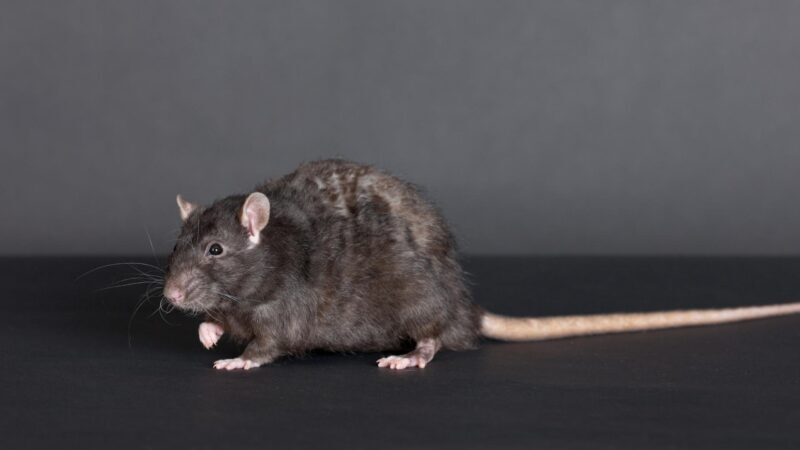 Why Do Rats Have Tails All You Need To Know EXOtella