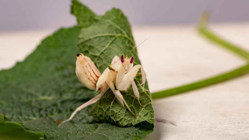 White Praying Mantis