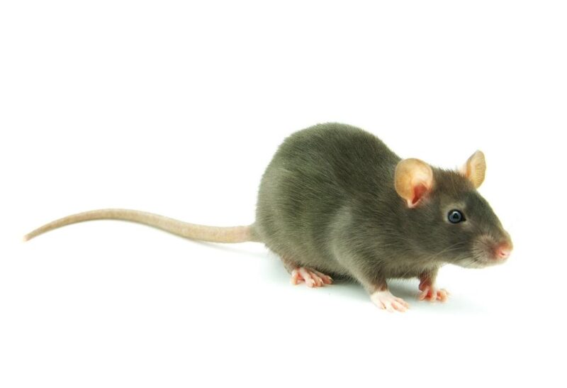 Why Do Rats Have Tails