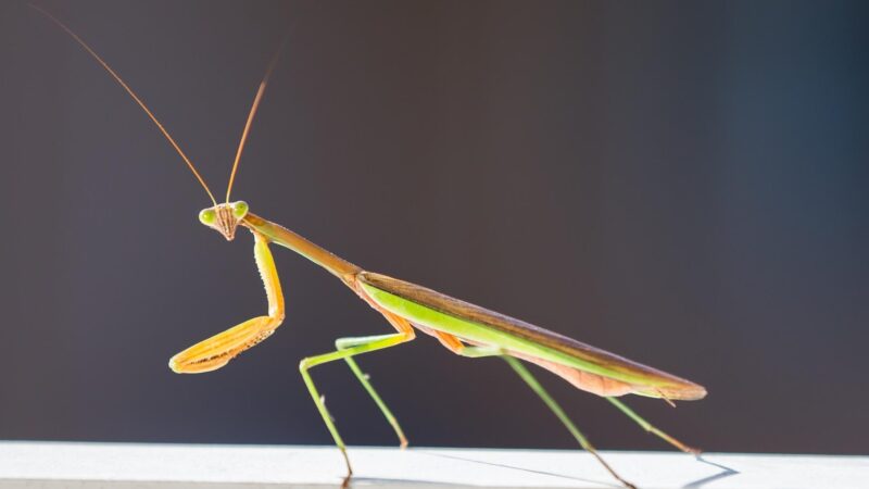 Yellow Praying Mantis