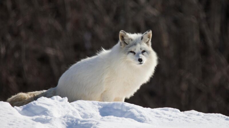 Are Arctic Foxes Nocturnal
