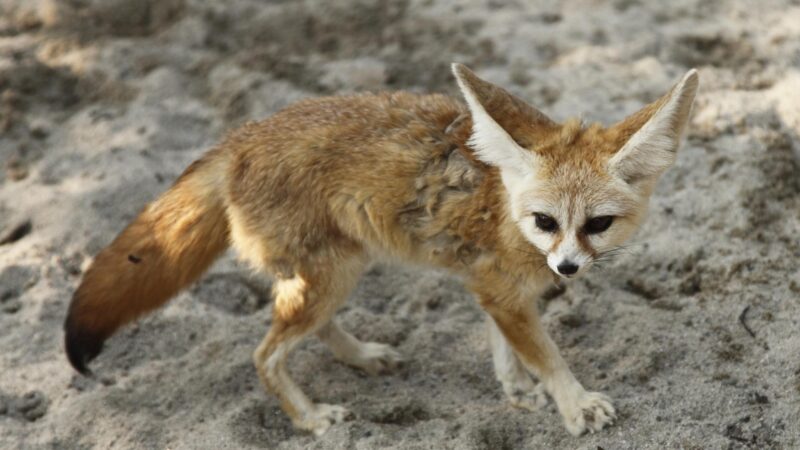 Are Fennec Foxes Nocturnal