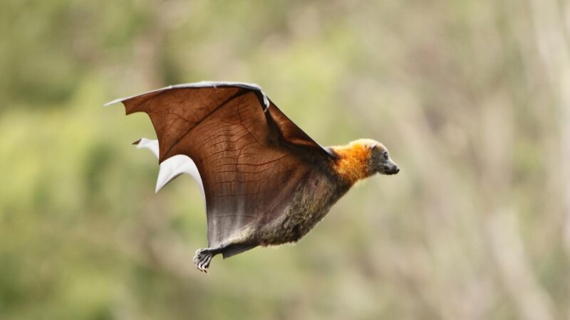 Are Flying Foxes Nocturnal