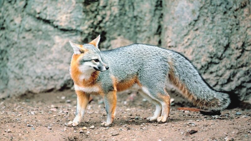 Are Gray Foxes Nocturnal