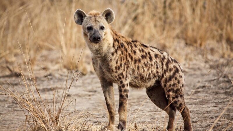 Are Hyenas Smarter Than Lions