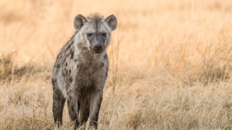 Are Hyenas Stronger than Lions