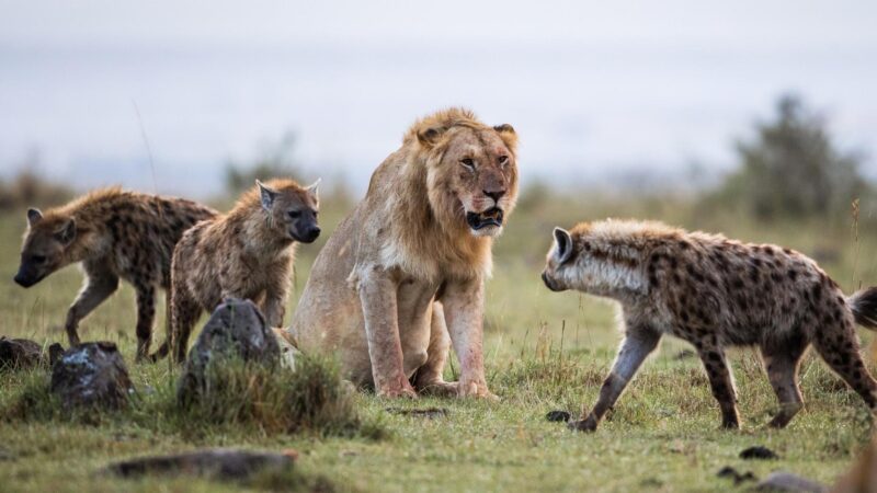 Are Lions and Hyenas Enemies