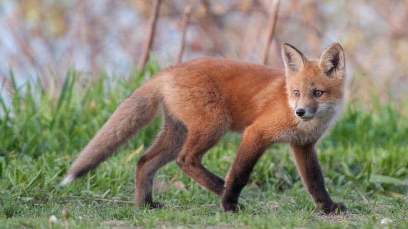Are Red Foxes Nocturnal