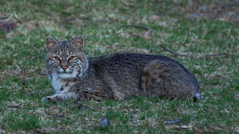 Bobcats