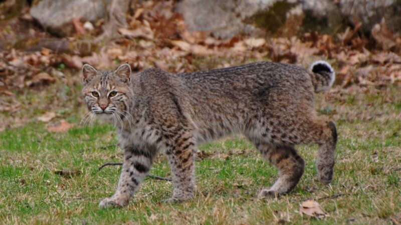 Bobcats