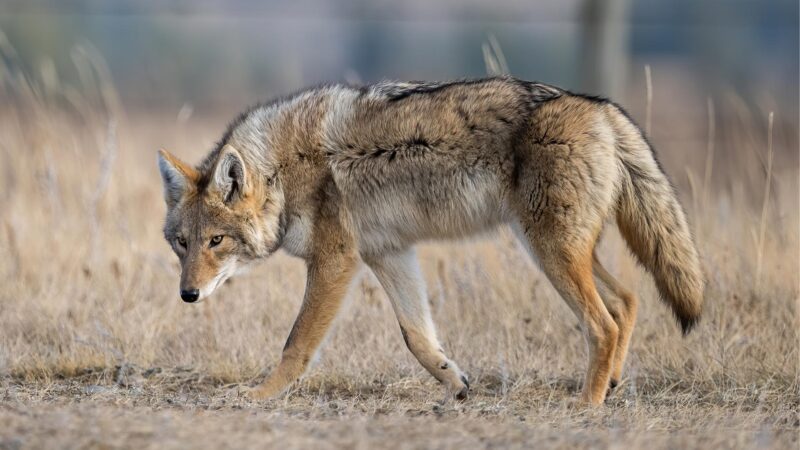Diet of a Coyote