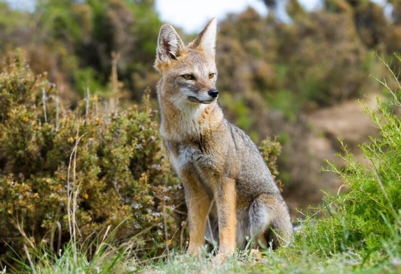 Do Foxes Eat Deer