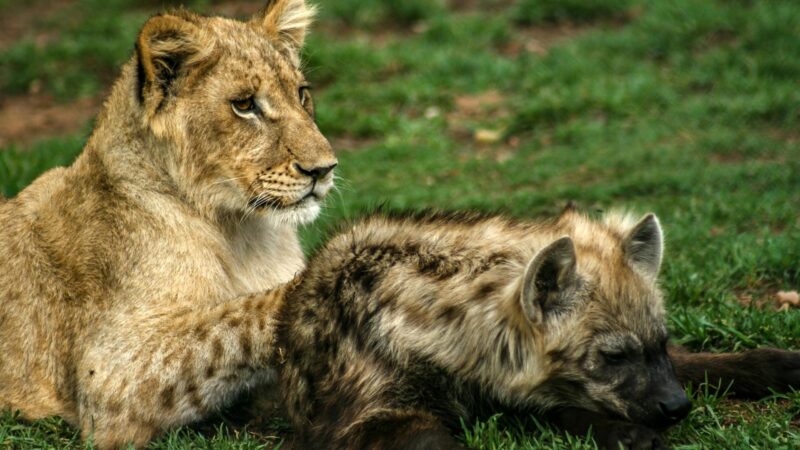 Do Lions Eat Hyenas? | Information and Facts - EXOtella