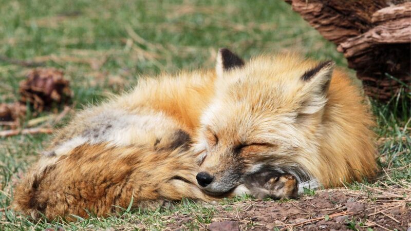 Fox Sleeping Behaviors