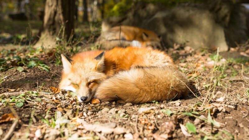 Fox Sleeping Habits