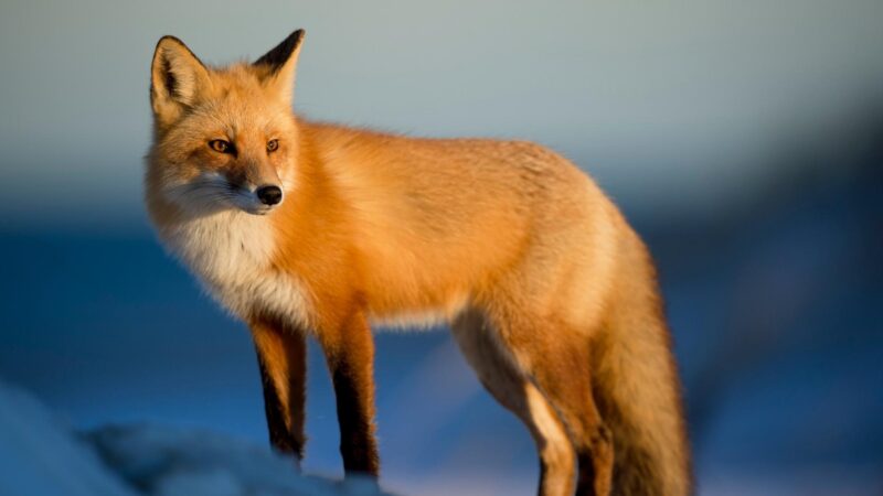 Fox