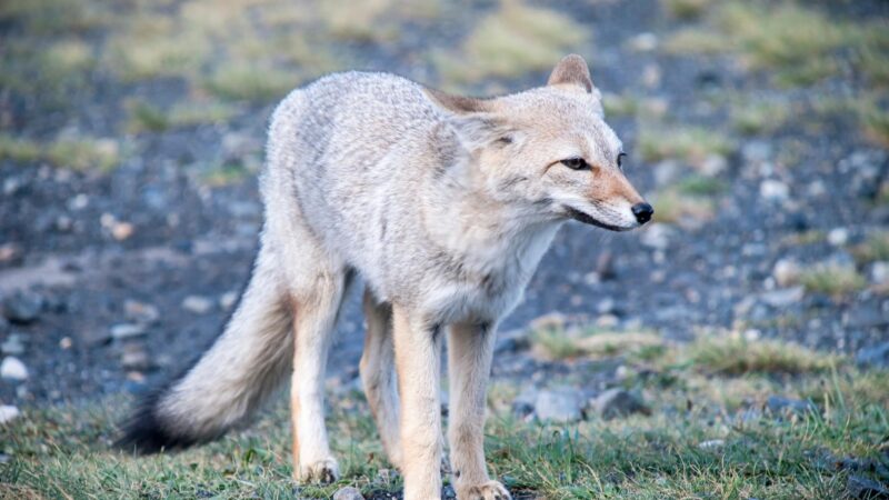 Foxes Nocturnal Habits