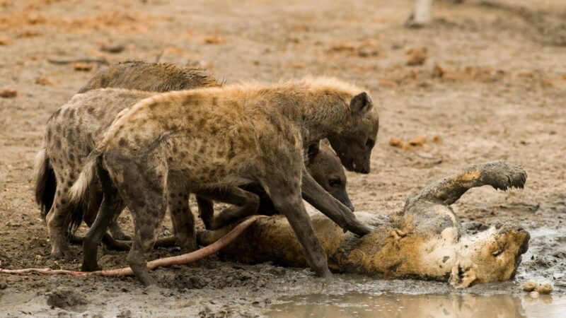 Has a Hyena Ever Killed a Lion