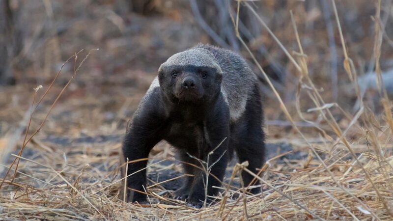 Honey Badger