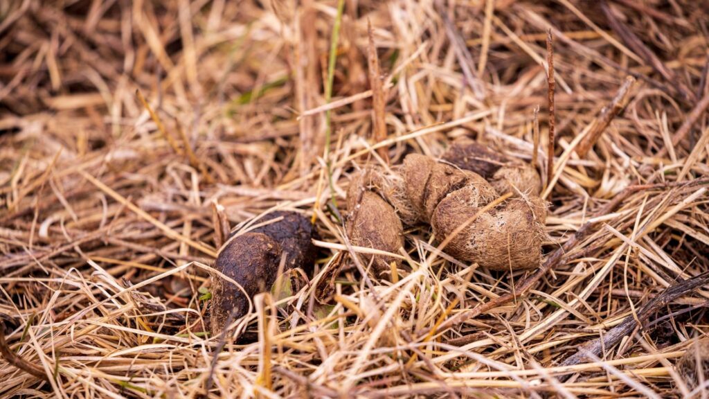 How to Identify a Coyote Poop