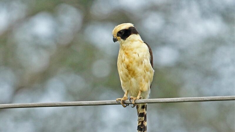 Laughing Falcon