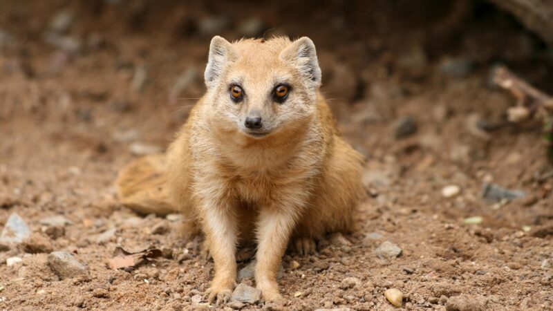 Mongoose