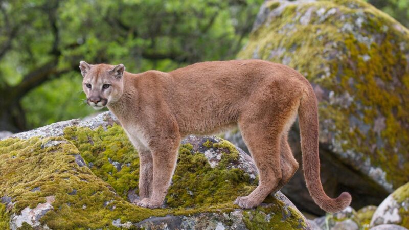 Mountain Lions