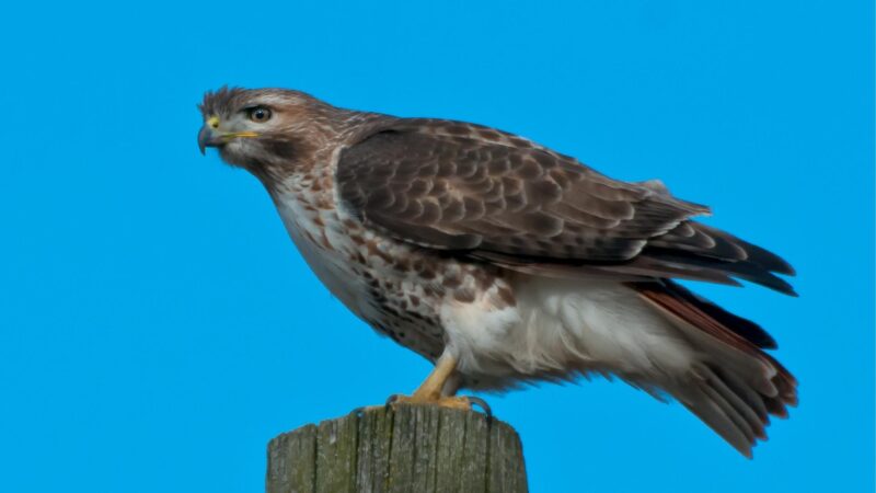 Red-tailed Hawk